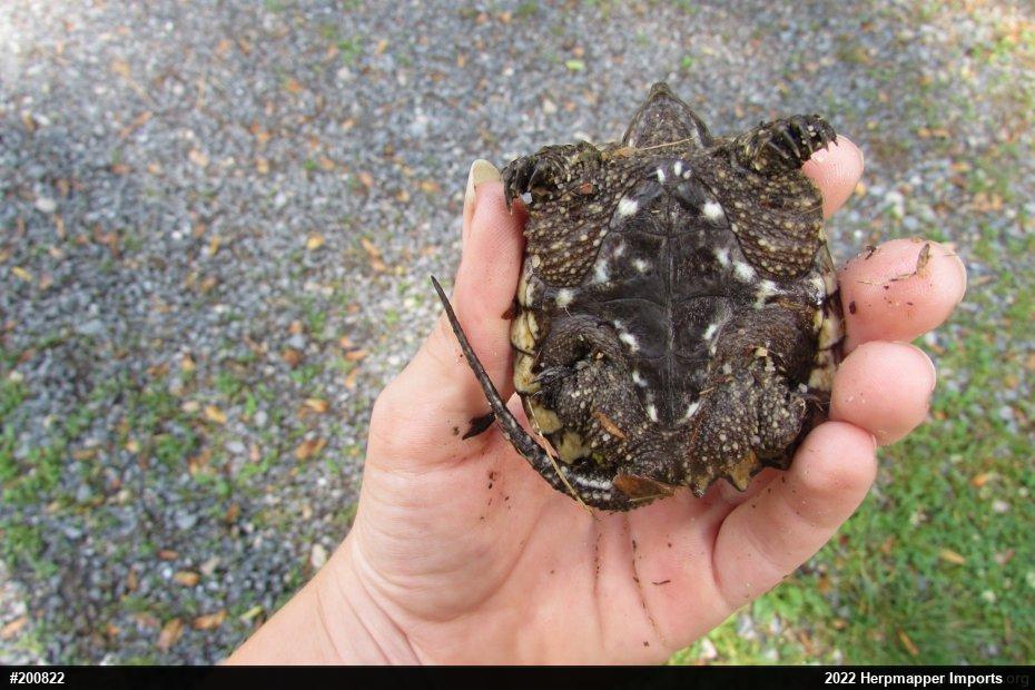 Snapping Turtle