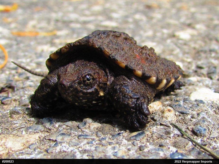 Snapping Turtle