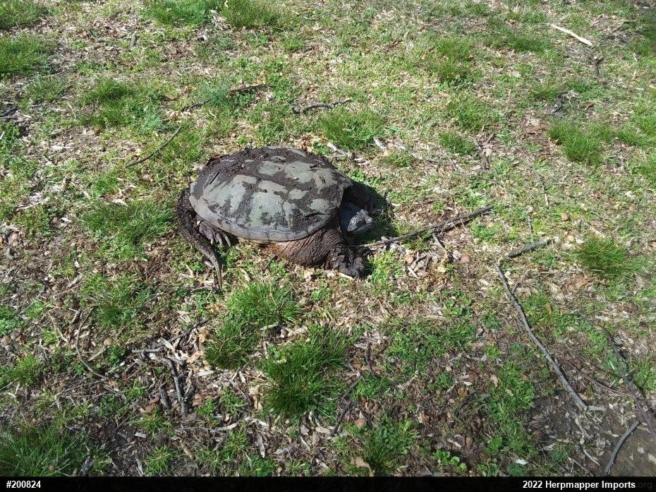 Snapping Turtle
