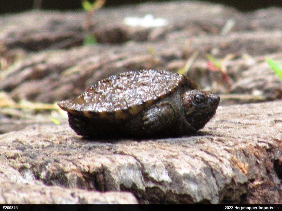 Snapping Turtle