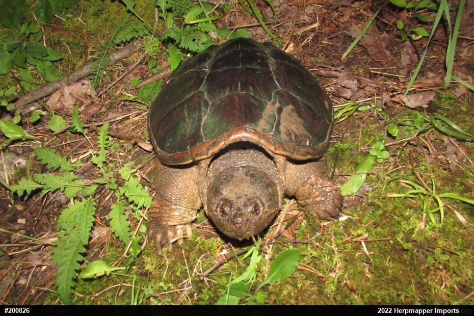 Snapping Turtle