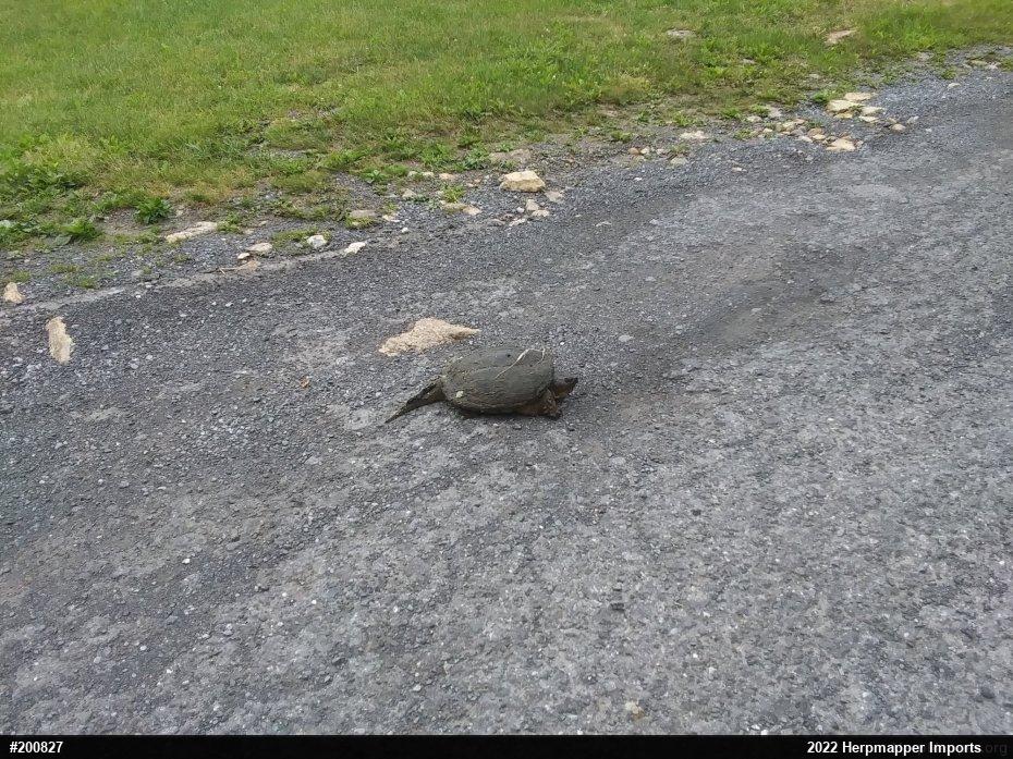 Snapping Turtle