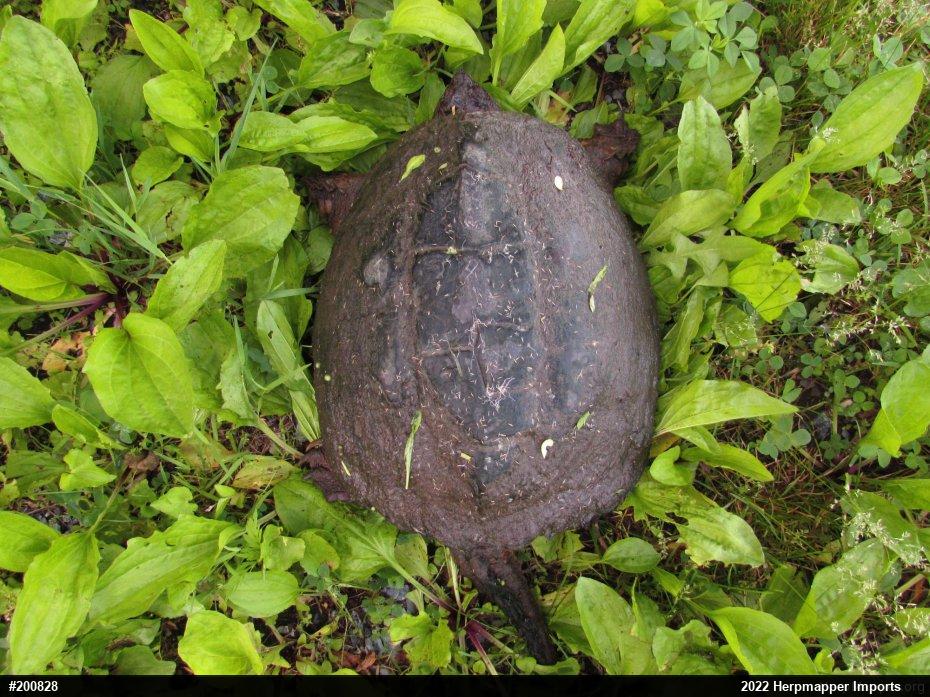 Snapping Turtle