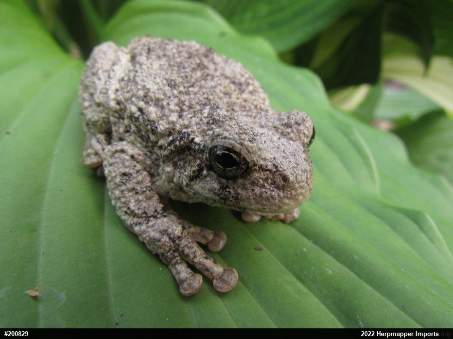 Unknown Gray Treefrog