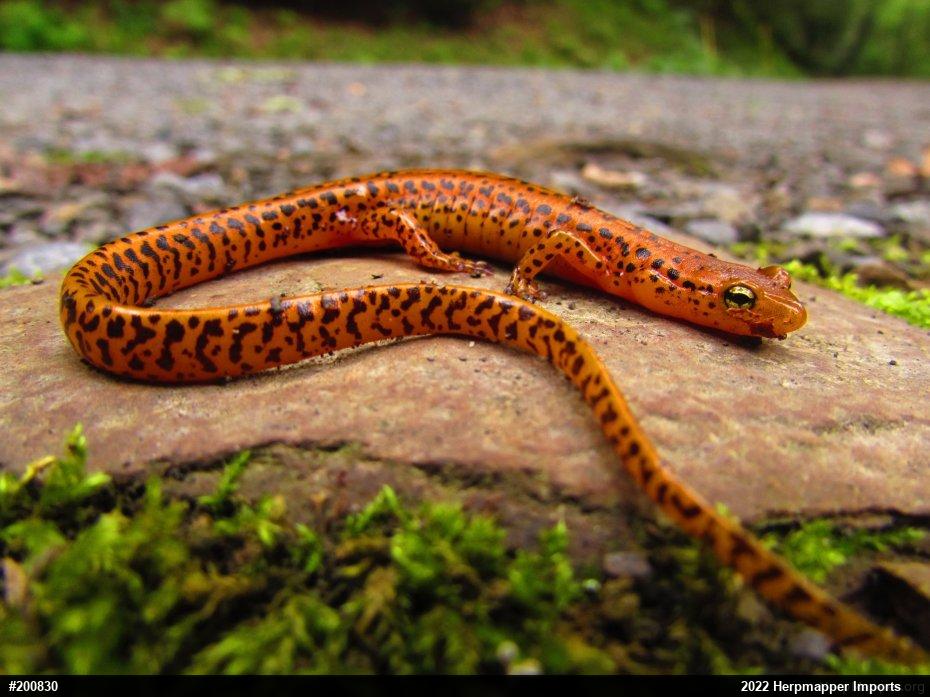 Eastern Long-tailed Salamander