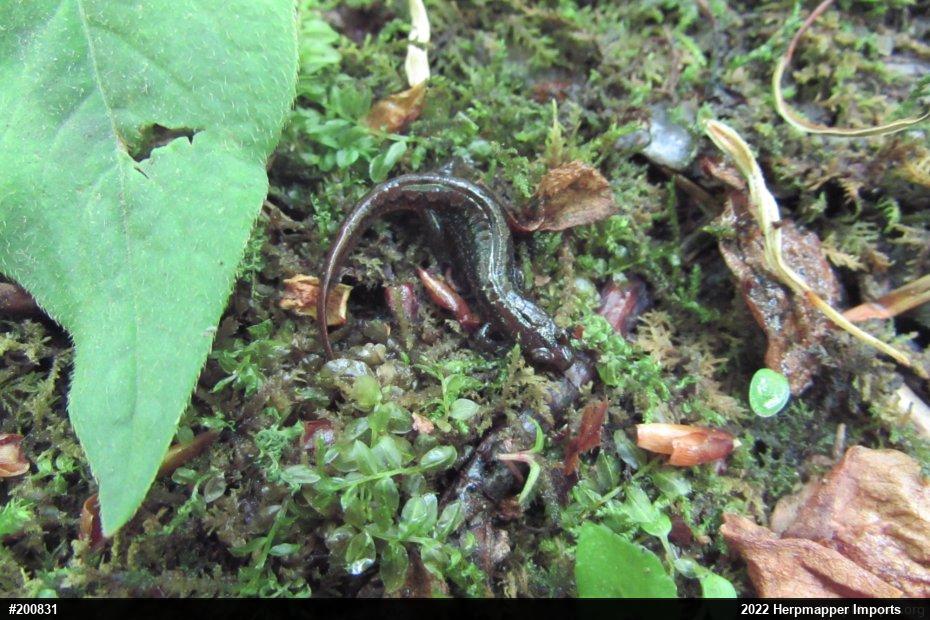 Northern Dusky Salamander