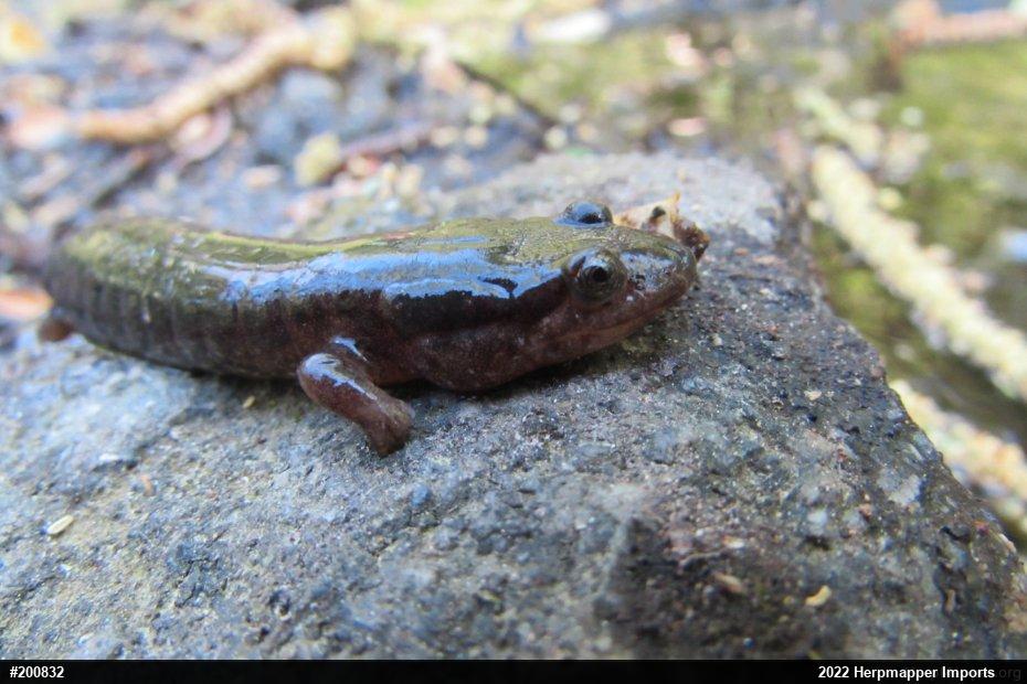 Northern Dusky Salamander
