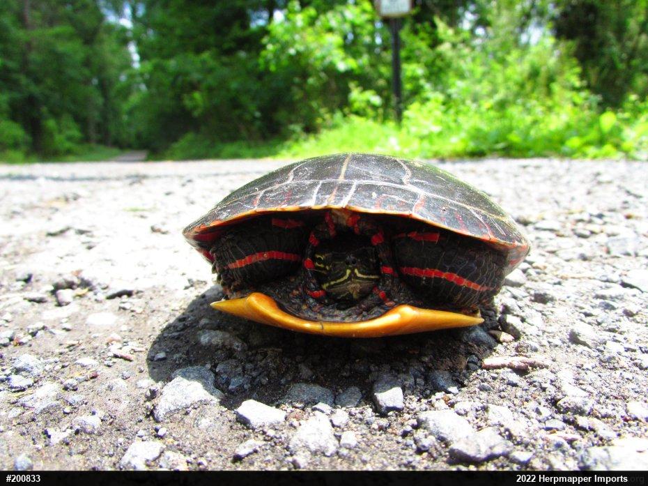 Eastern Painted Turtle