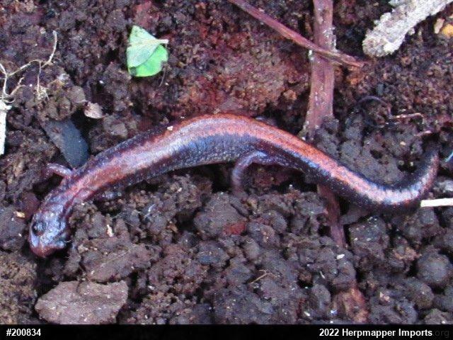 Eastern Red-backed  Salamander