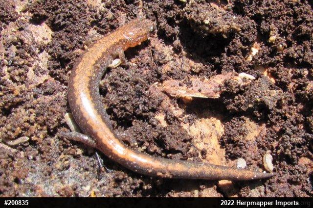 Eastern Red-backed  Salamander