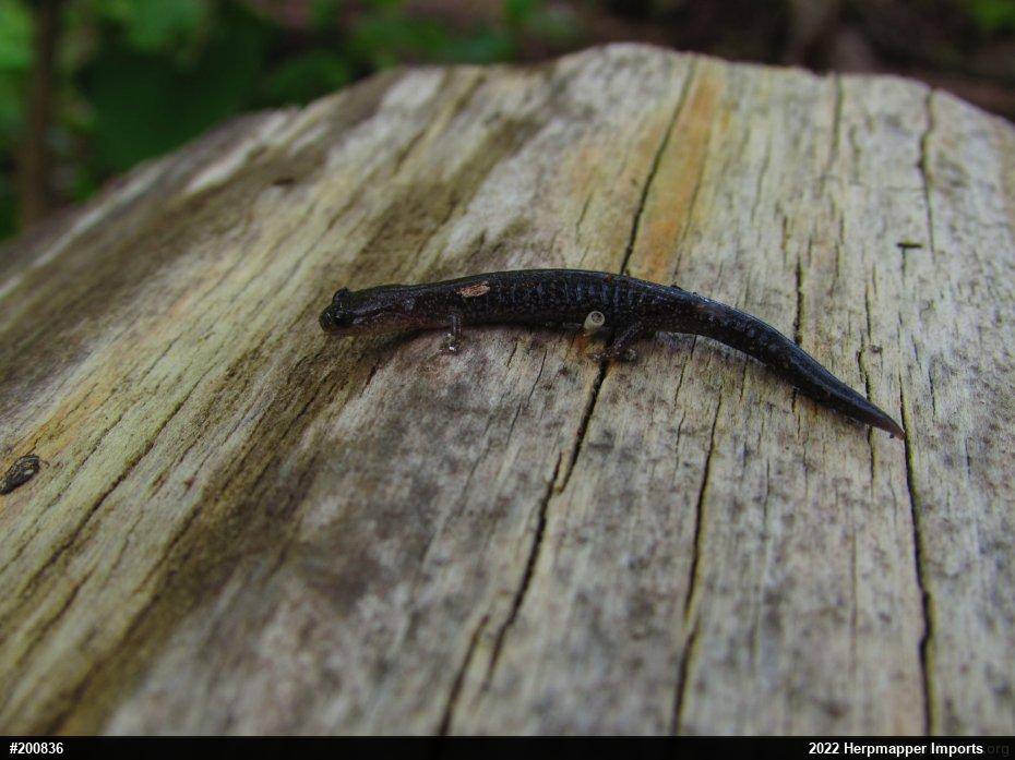 Eastern Red-backed  Salamander