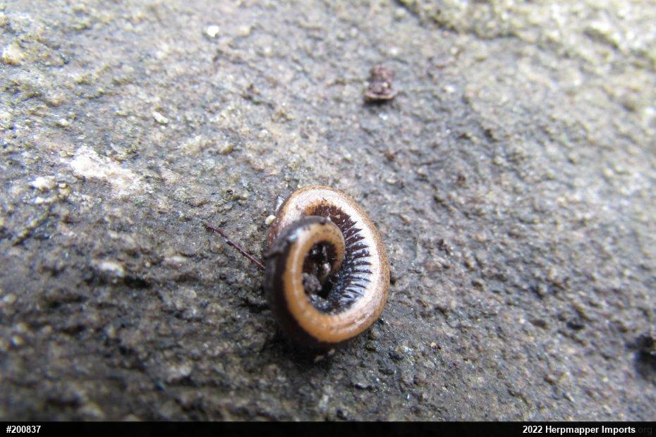 Eastern Red-backed  Salamander