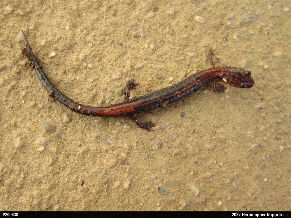 Eastern Red-backed  Salamander