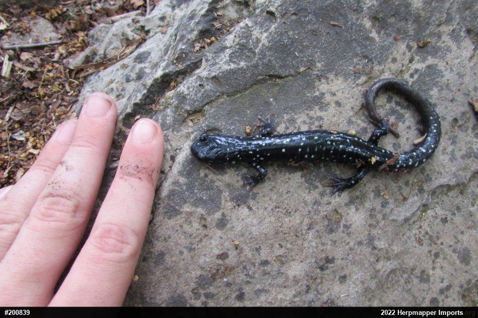 Northern Slimy Salamander
