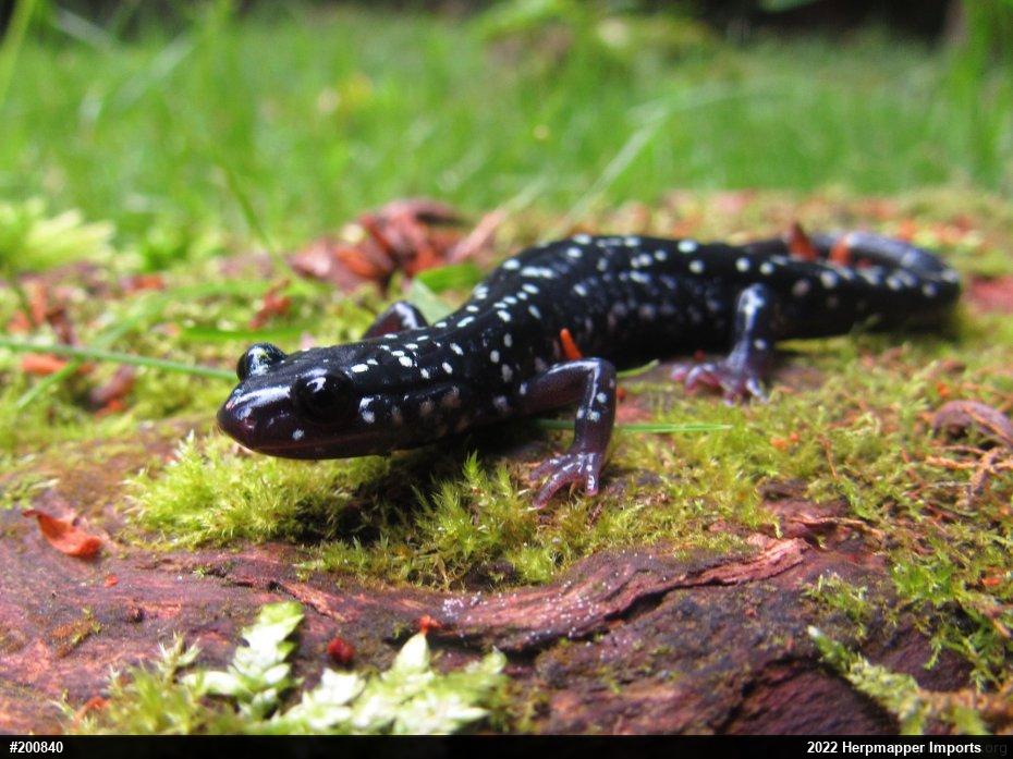 Northern Slimy Salamander