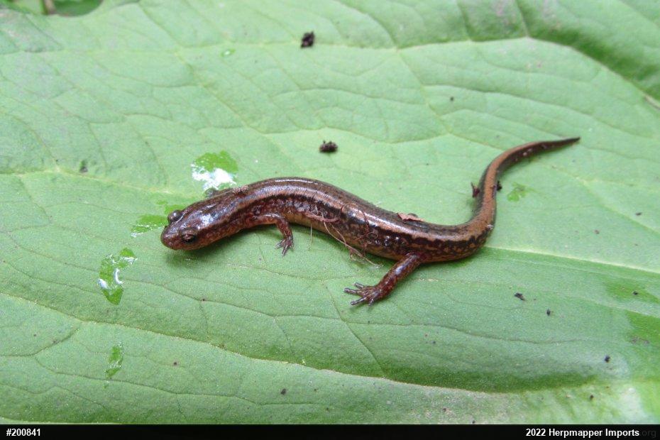 Northern Two-lined Salamander