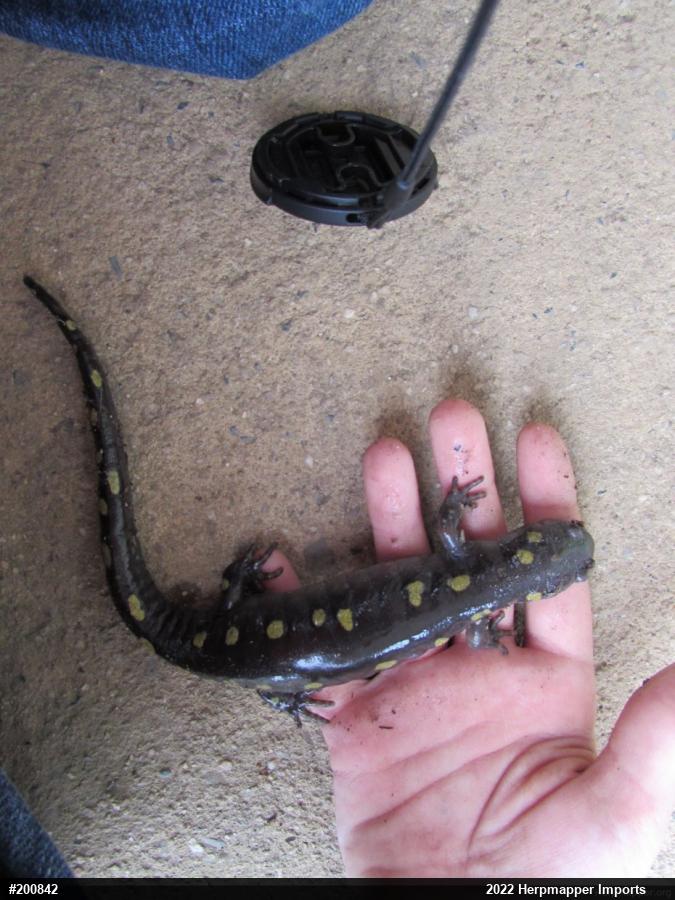 Spotted Salamander