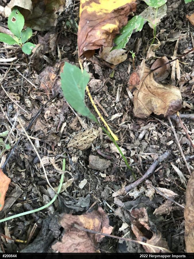 Eastern American Toad