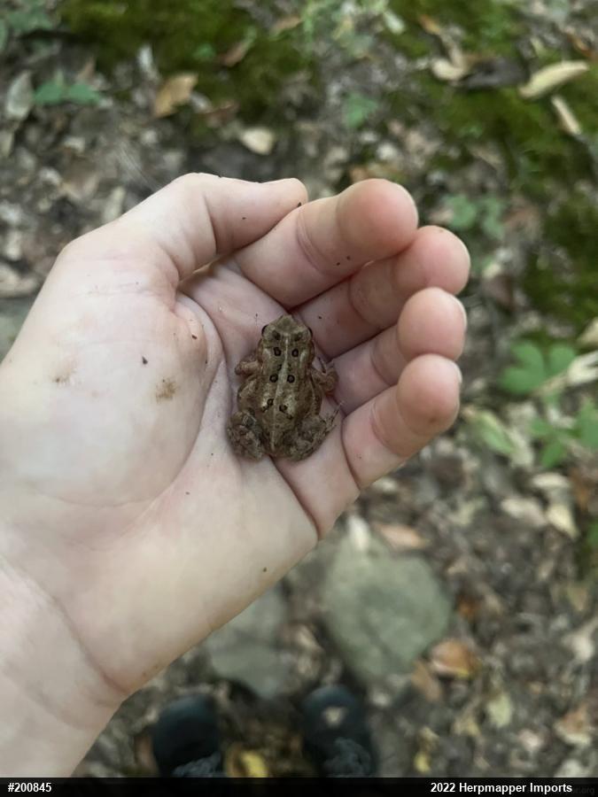 Eastern American Toad
