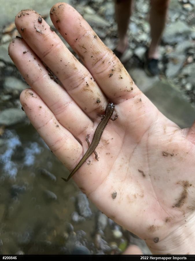 Northern Two-lined Salamander