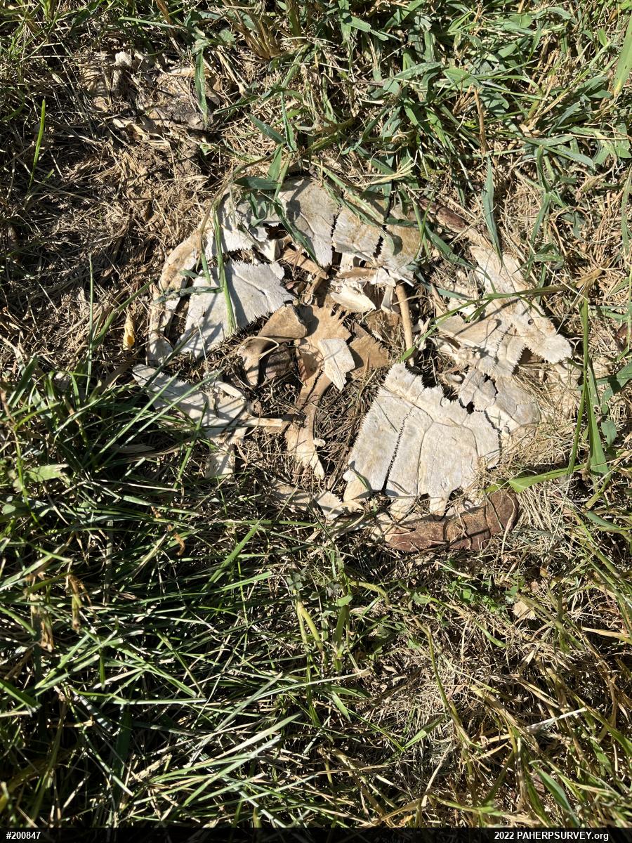 Snapping Turtle