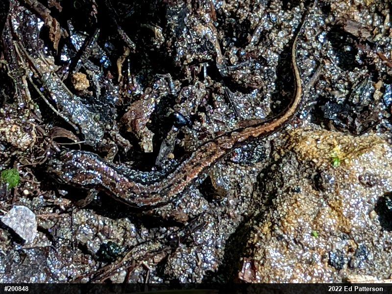 Northern Dusky Salamander