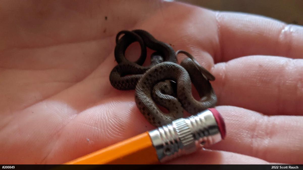 Dekay's Brownsnake