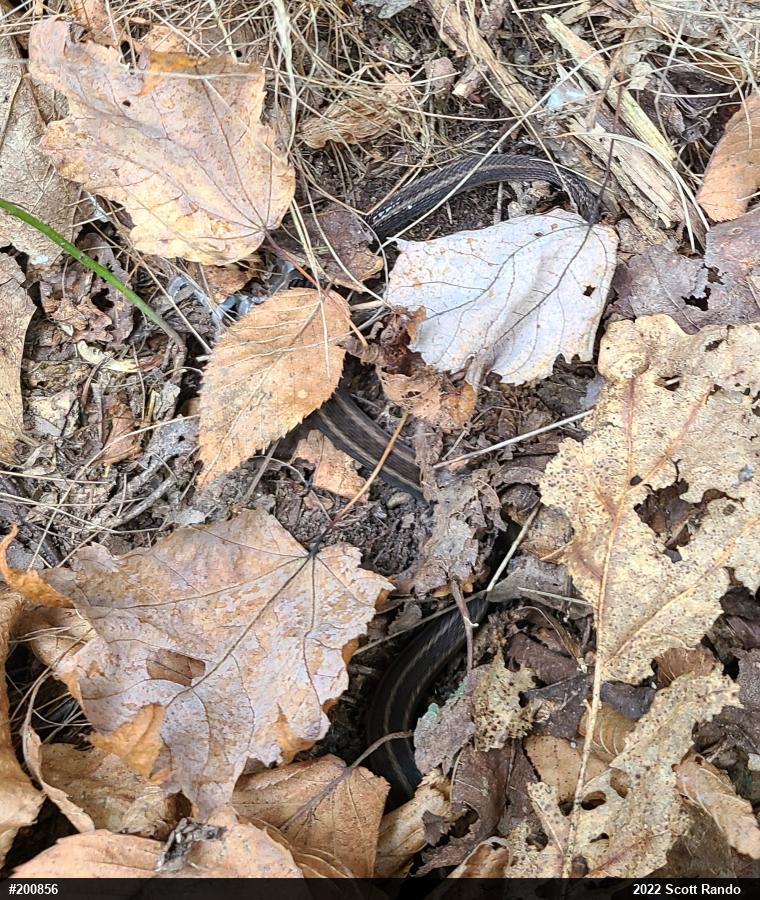 Eastern Gartersnake