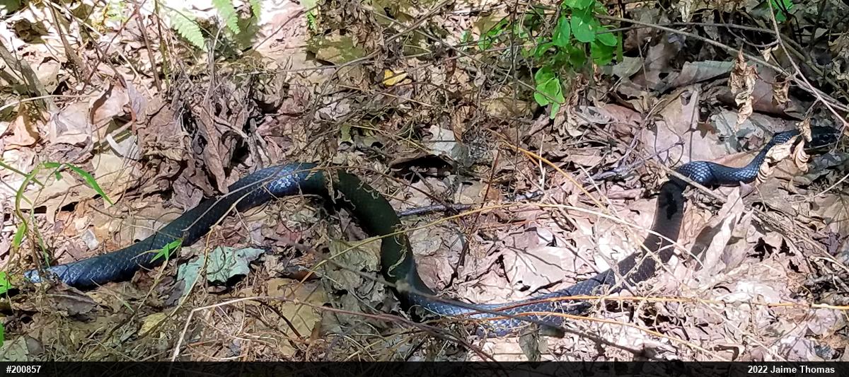 Northern Black Racer