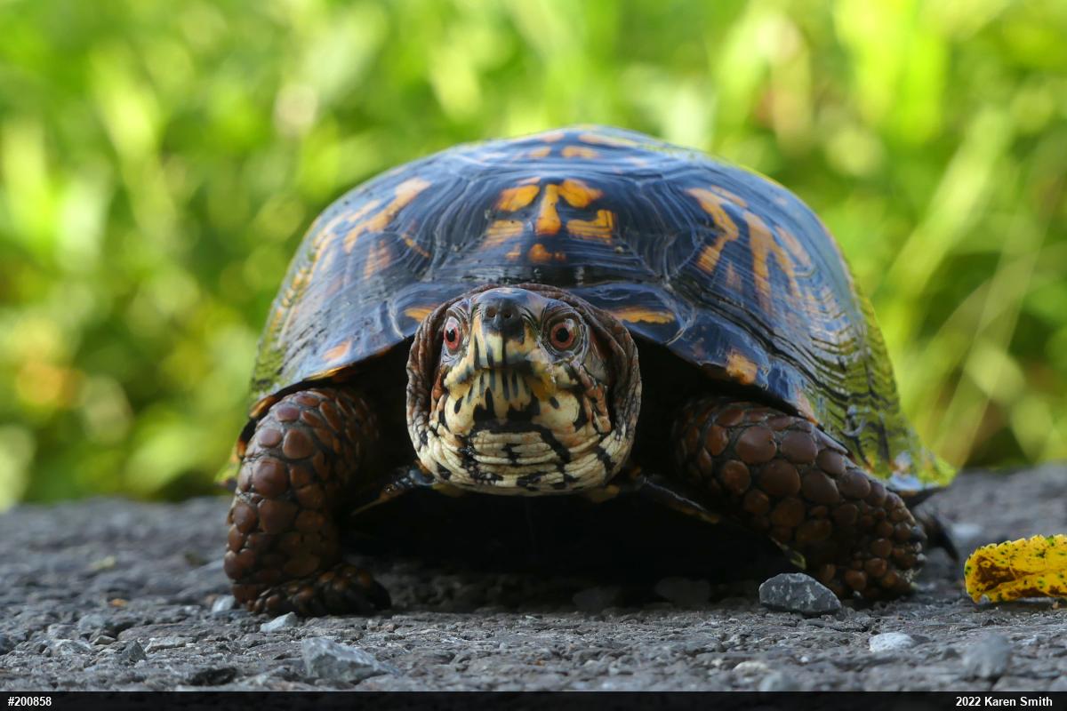 Eastern Box Turtle
