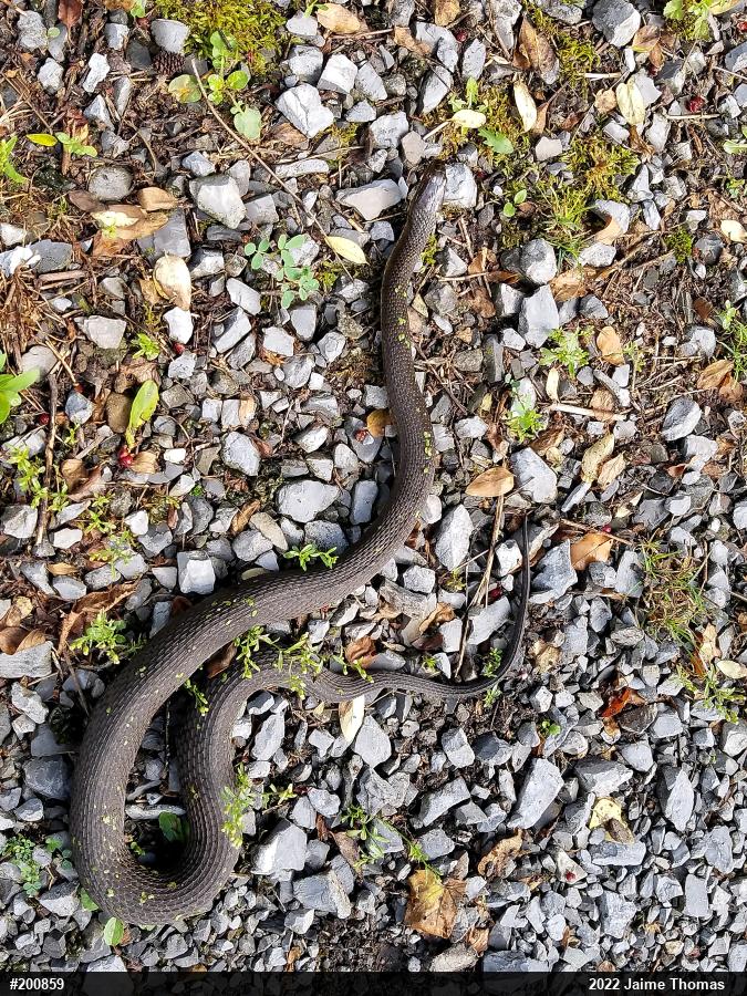 Northern Watersnake