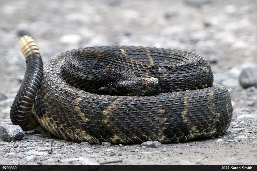 Timber Rattlesnake