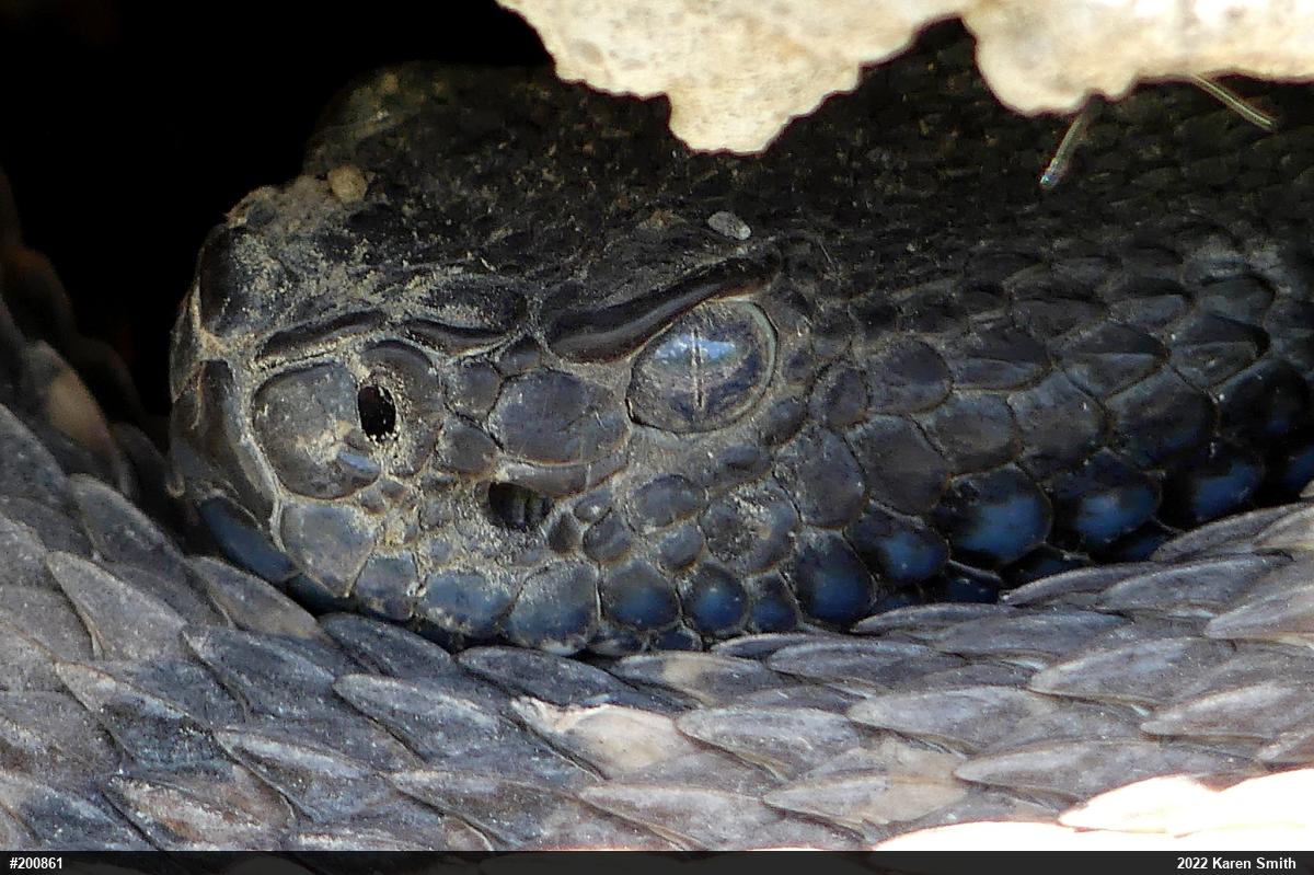 Timber Rattlesnake