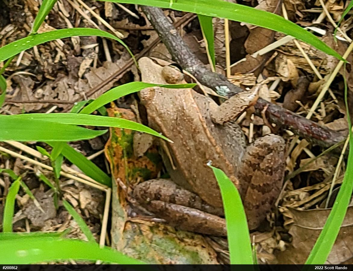 Wood Frog