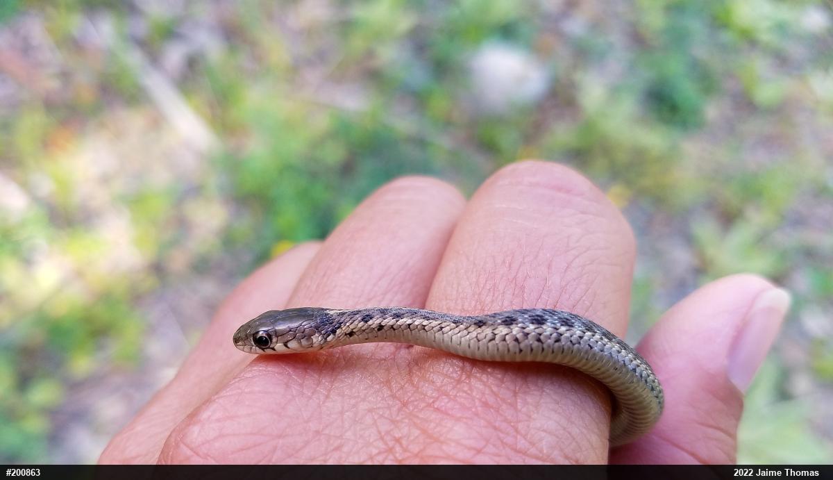 Eastern Gartersnake