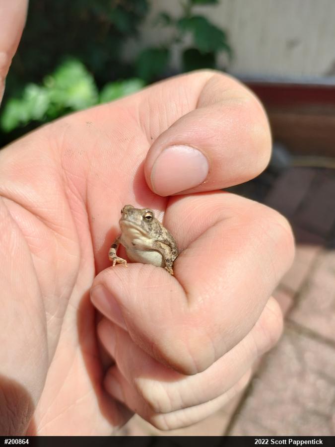 Fowler's Toad