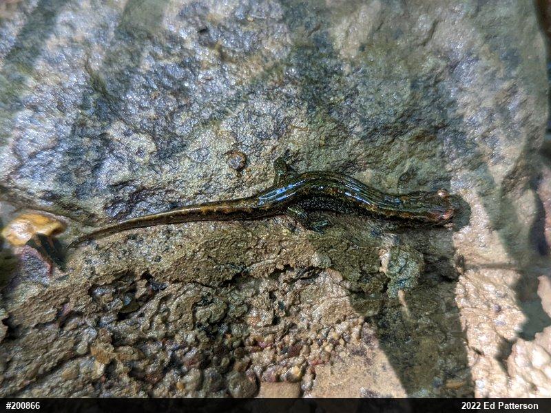 Northern Dusky Salamander