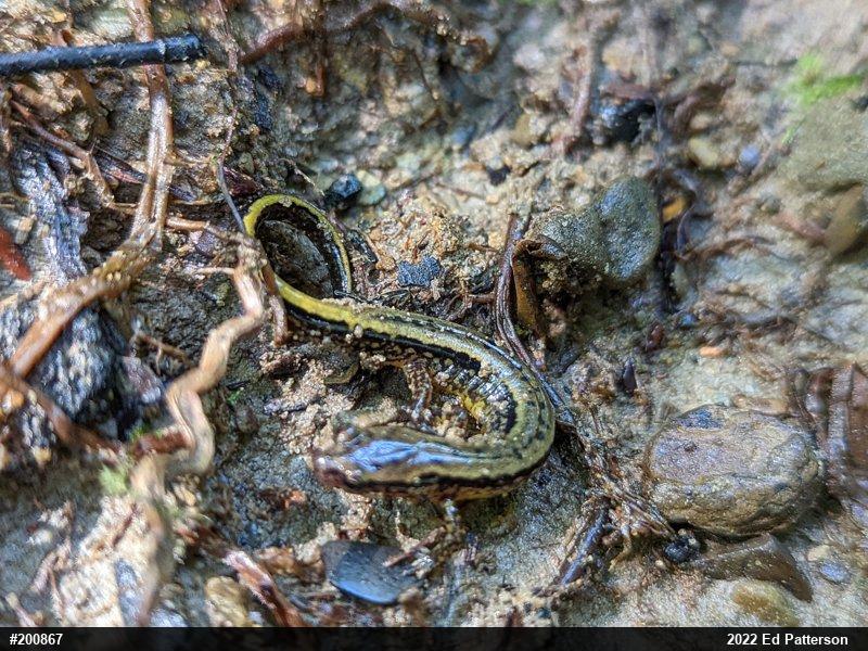 Northern Two-lined Salamander