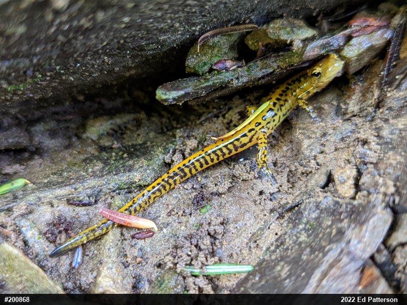 Eastern Long-tailed Salamander