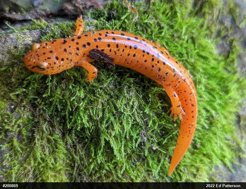 Northern Red Salamander