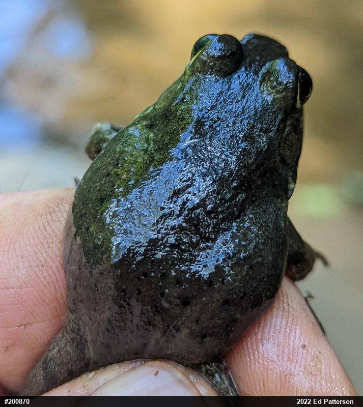 American Bullfrog