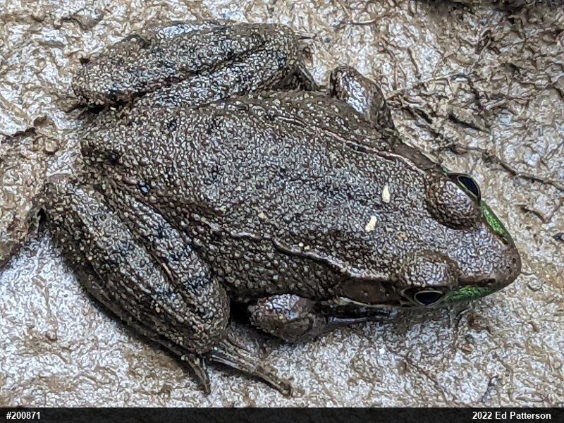 Green Frog