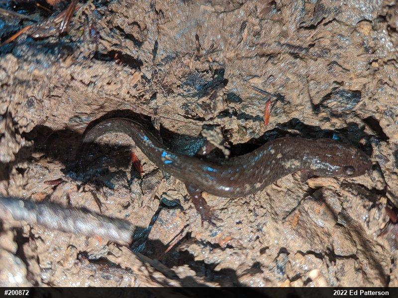 Northern Dusky Salamander