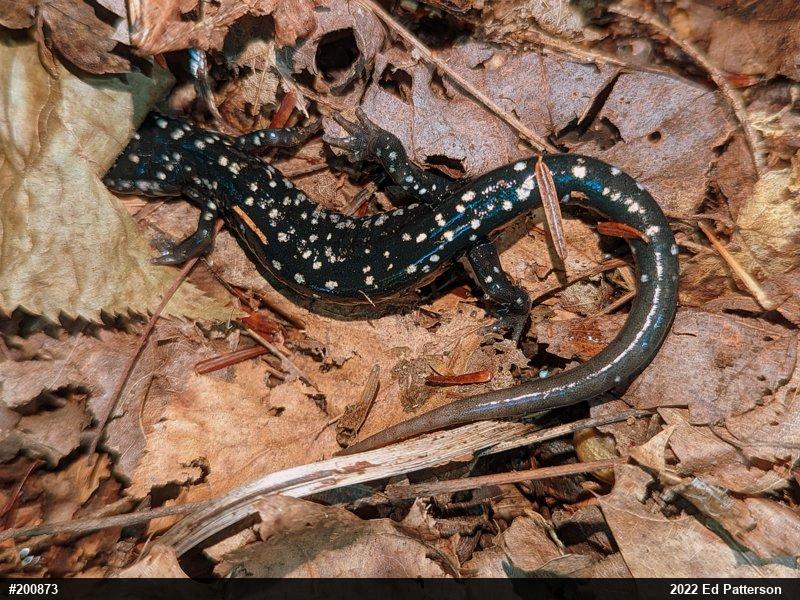 Northern Slimy Salamander