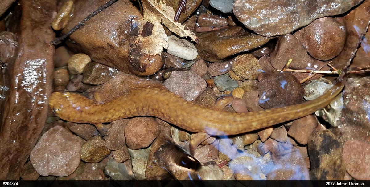 Northern Spring Salamander