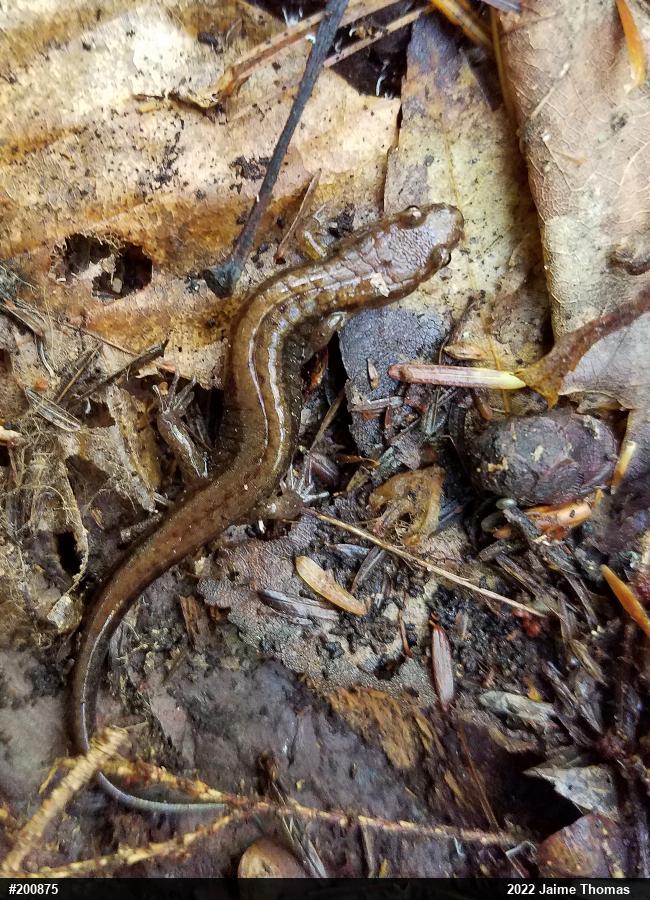 Allegheny Mountain Dusky Salamander