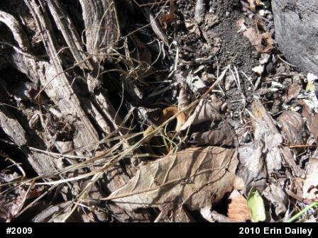 Red-bellied Snake