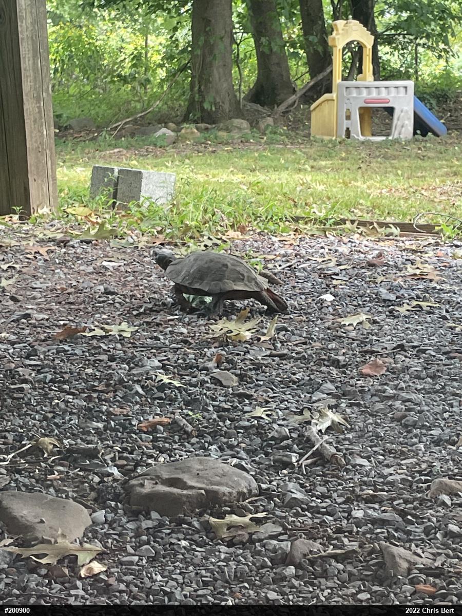 Wood Turtle