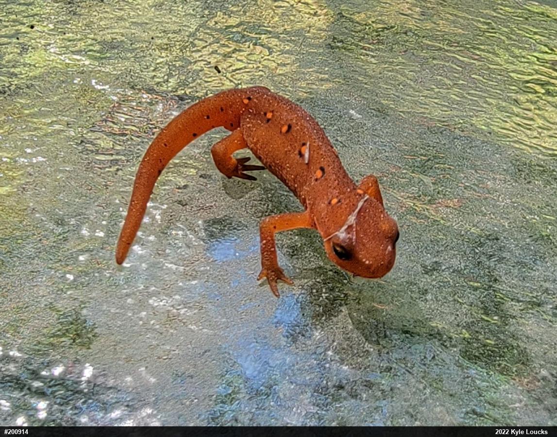Red-spotted Newt
