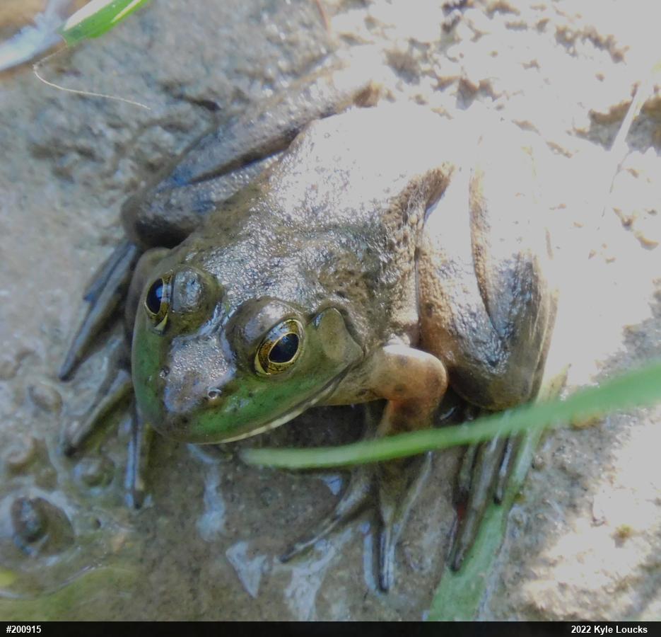 American Bullfrog